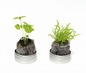40Φ 丸缶栽培セット ベビープランツ 3