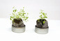 40Φ 丸缶栽培セット ベビープランツ 4