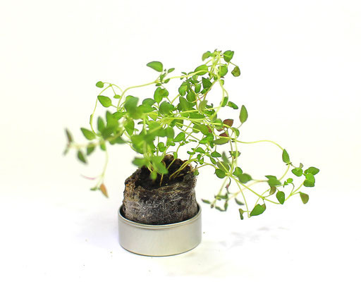 40Φ 丸缶栽培セット ベビープランツ 7