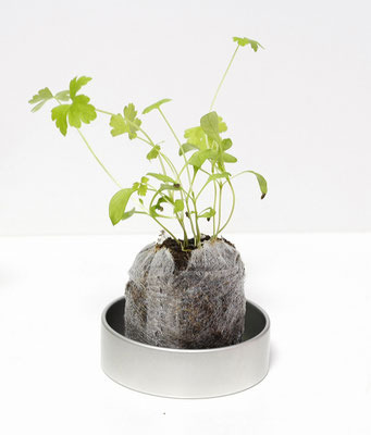 63Φ 丸缶栽培セット リトルハーブ 6