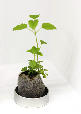 63Φ 丸缶栽培セット リトルハーブ 7