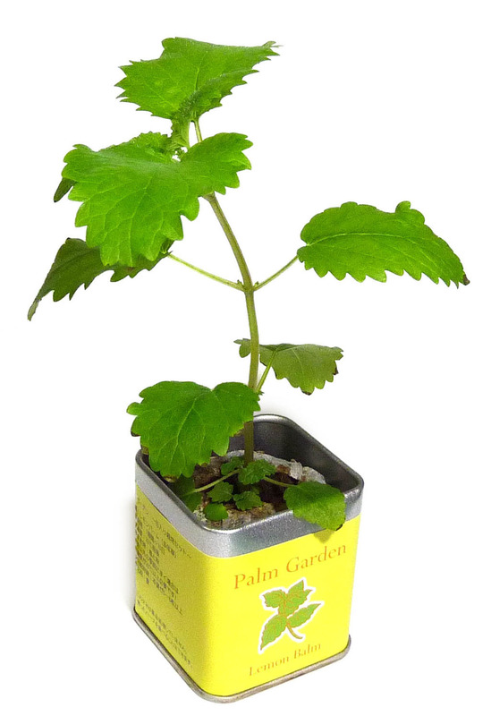 45角栽培セット パームガーデン 8