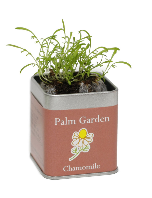 45角栽培セット パームガーデン 11