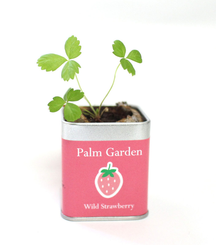 45角栽培セット パームガーデン 12