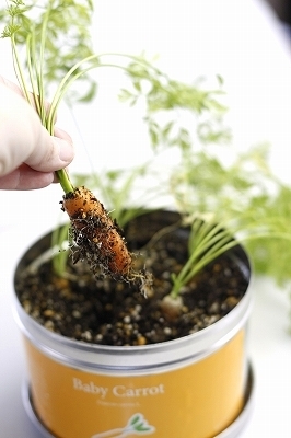 リトルガーデン・プロ 12