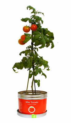 リトルガーデン・プロ 13