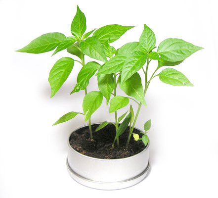 83Φ 丸缶栽培セット ニューリトルガーデン 5