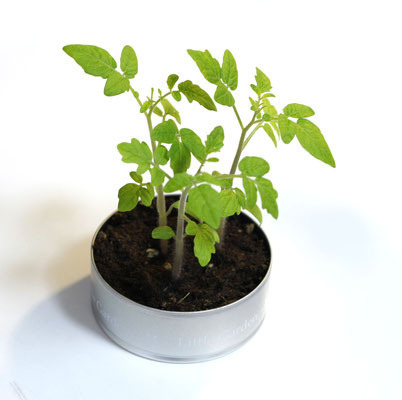 83Φ 丸缶栽培セット ニューリトルガーデン 6