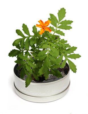 83Φ 丸缶栽培セット ニューリトルガーデン 8