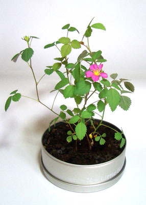 83Φ 丸缶栽培セット ニューリトルガーデン 10