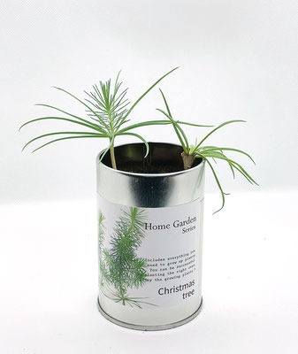 ホームガーデン 6