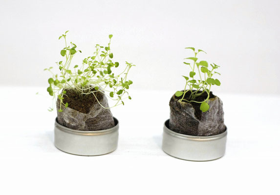 40Φ 丸缶栽培セット ベビープランツ 4