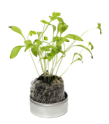 40Φ 丸缶栽培セット ベビープランツ 5