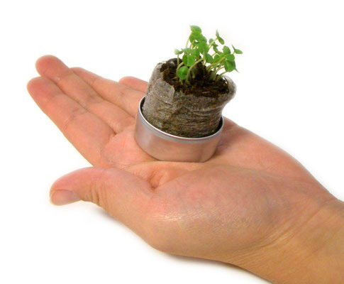 40Φ 丸缶栽培セット ベビープランツ 9