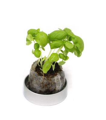 63Φ 丸缶栽培セット リトルハーブ 5