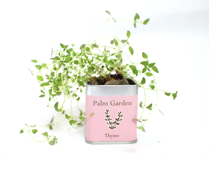 45角栽培セット パームガーデン 13