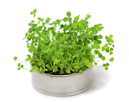 83Φ 丸缶栽培セット ニューリトルガーデン 4