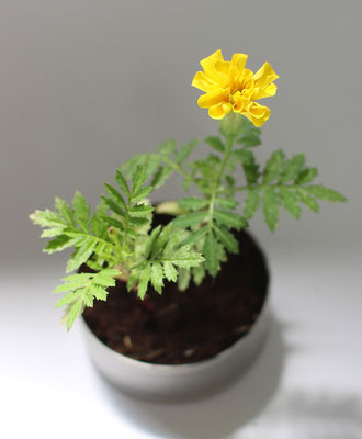 83Φ 丸缶栽培セット ニューリトルガーデン 9