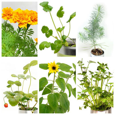 ホームガーデン 5